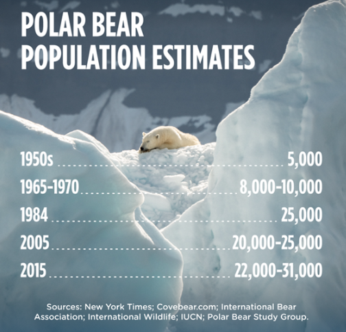 Polar Bear Levels Are At Record High Numbers