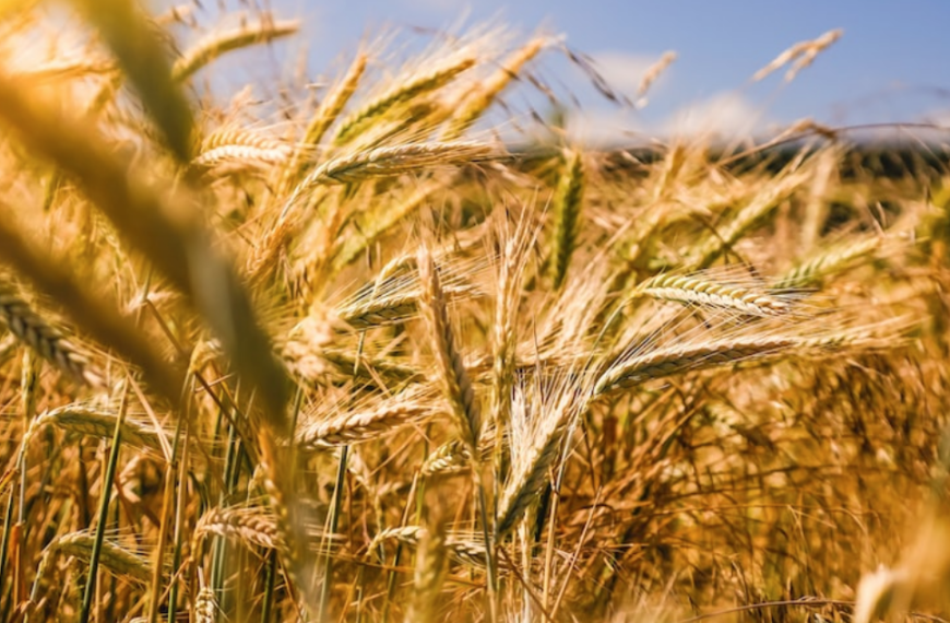 India Baffles Climate Alarmists And Doomsayers With Record Wheat Harvest