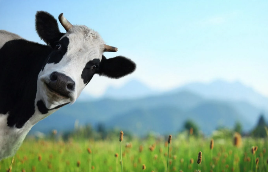 UK Government Trying To Turn Dairy Cows Into Cash Cows