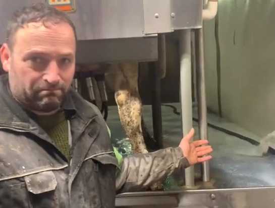 Canadian Dairy farmer FORCED To Throw Away 30K Litres Of Perfectly Good Milk