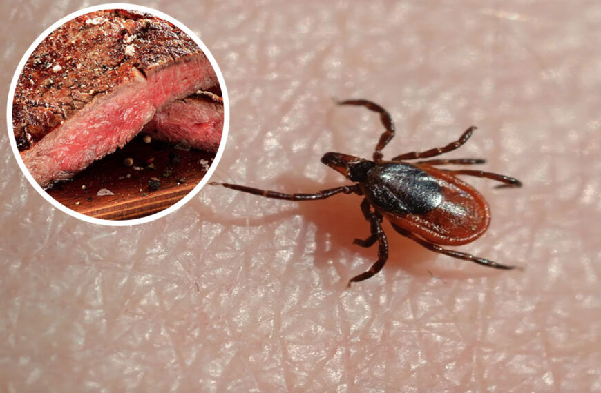 Climate Cult Fanatics Suggest A Plague Of Ticks To Cause A Potentially Fatal Red Meat Allergy