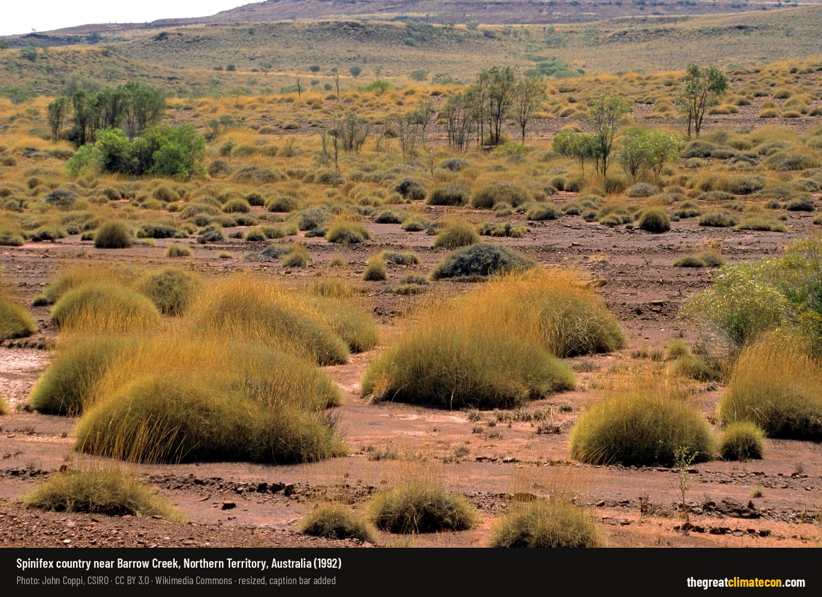 Spinifex grass clumps and green shrubs on red earth near Barrow Creek in outback Australia