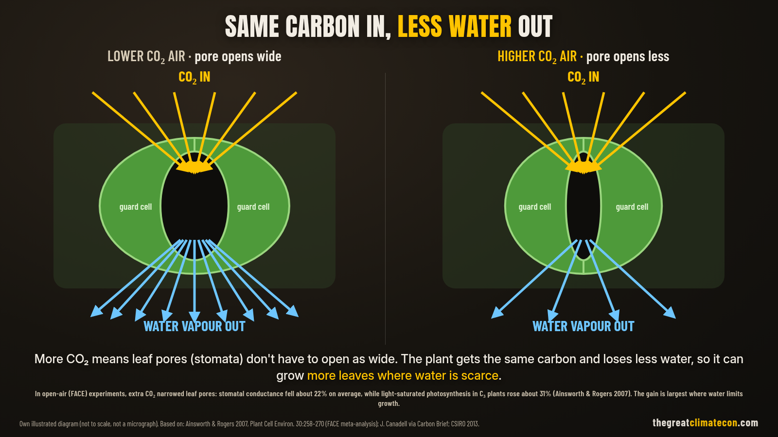 Diagram of a leaf pore (stoma): in higher-CO₂ air the pore opens less, takes in the same carbon and loses less water vapour