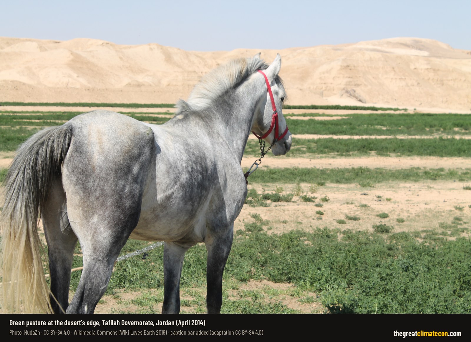 A grey horse on green pasture with bare desert hills behind, Tafilah Governorate, Jordan