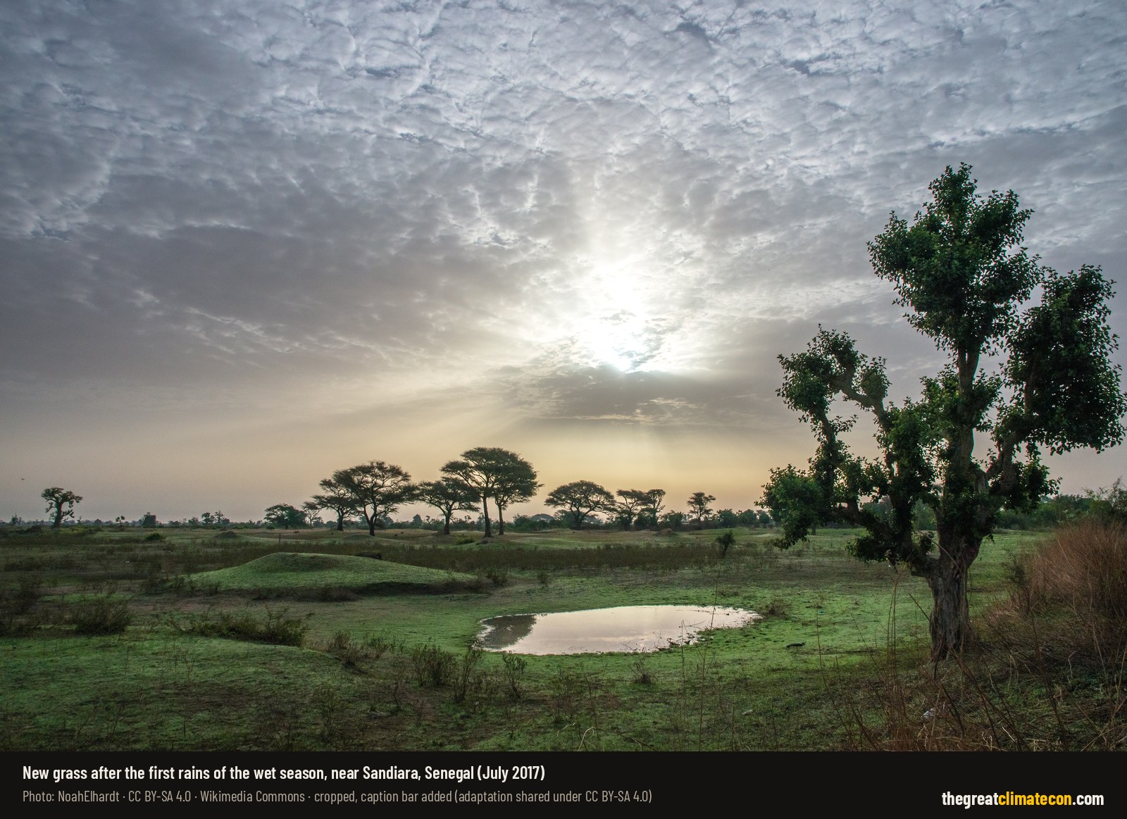 Fresh green grass, trees and a rain pool at sunrise after the first rains near Sandiara, Senegal