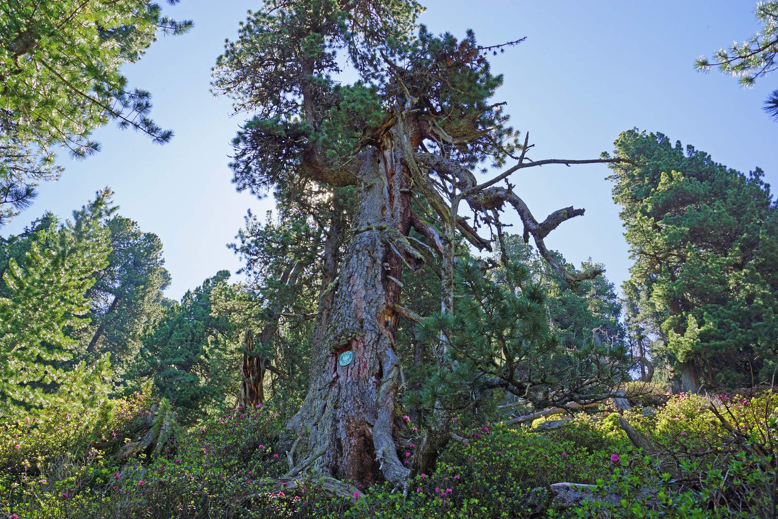 An old living Swiss stone pine (Zirbe, Pinus cembra) in Tyrol, a protected natural monument