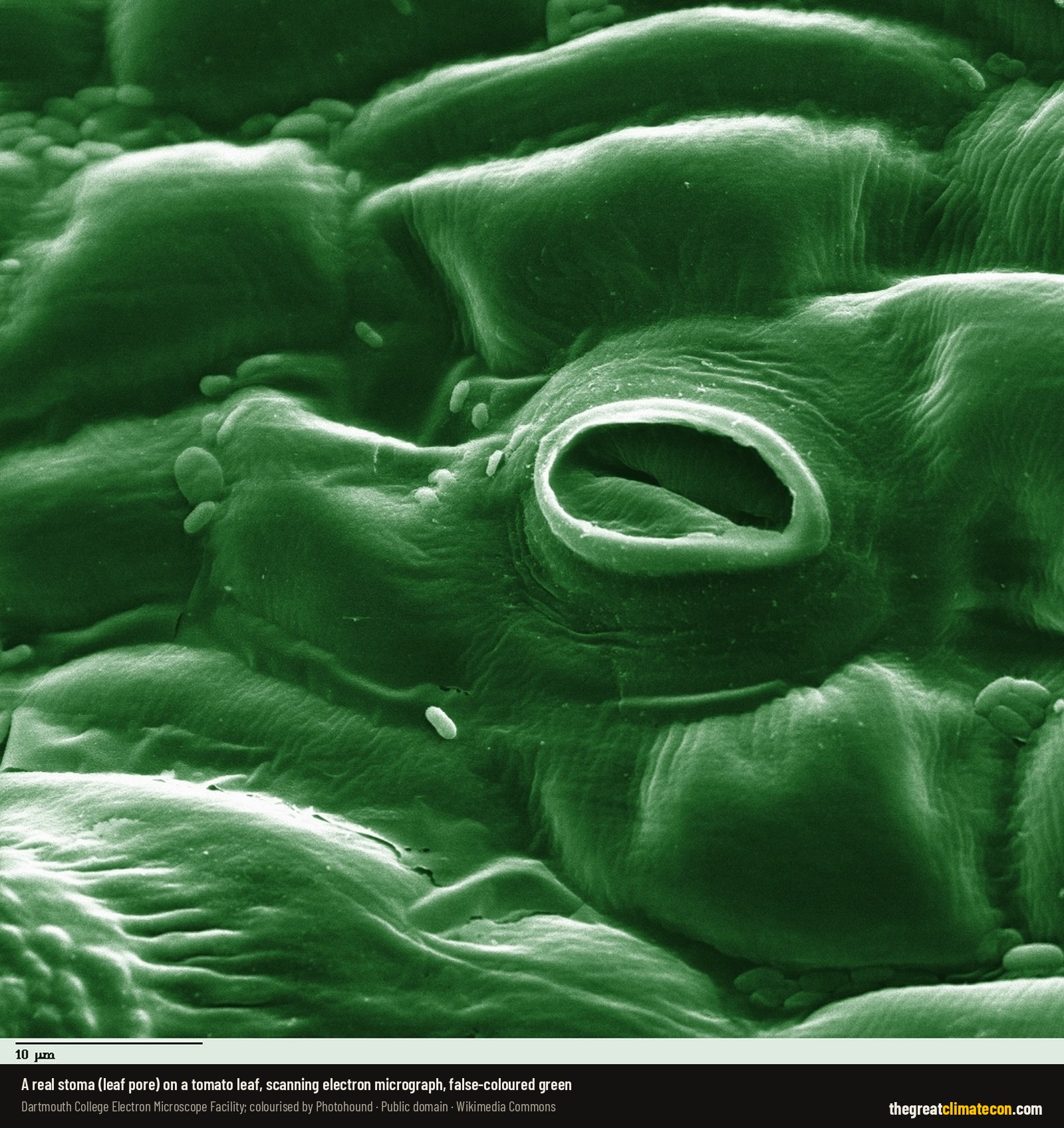 Electron micrograph of a single stoma (leaf pore) on a tomato leaf, coloured green
