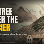 Headline graphic: The tree under the glacier, 6,000 years ago trees grew where the ice is now, over a c.1890 to 1900 colour photochrom of the Pasterze glacier and Grossglockner above the Glocknerhaus, Austria.